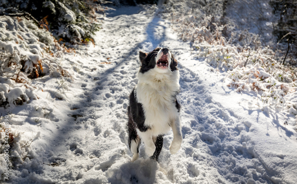 Dog in the snow having fun and jumps