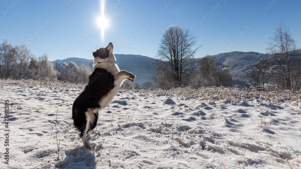 雪地里的狗玩得很开心，还跳了起来