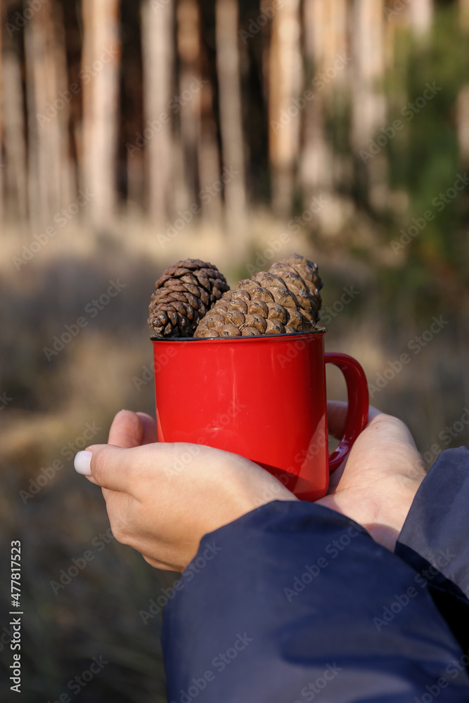 Woman holding mug with beautiful pine cones in forest