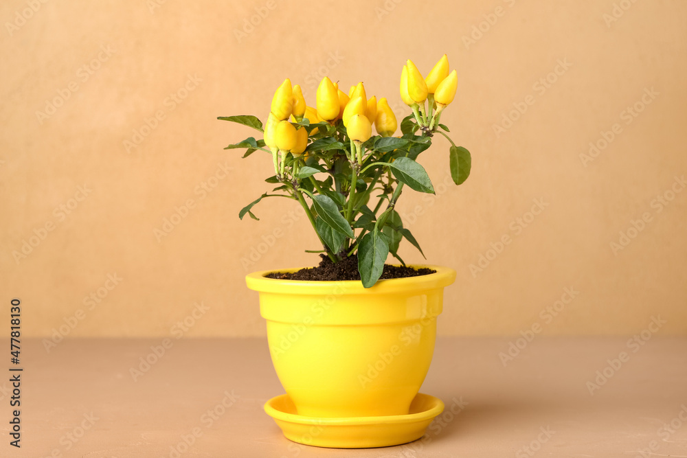 Pepper tree in pot on beige background