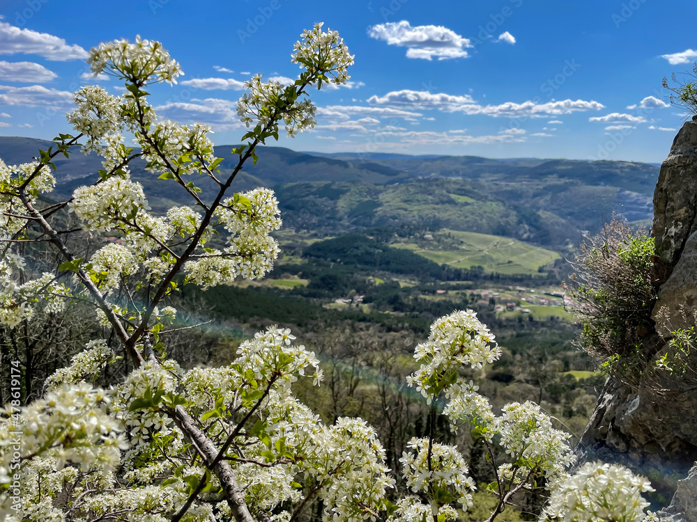 特写：白色开花树下的葡萄园和树林的风景照片