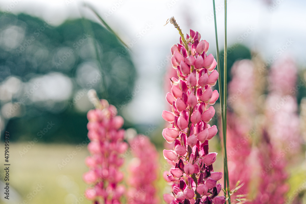 羽扇豆开花的微距镜头。羽扇豆（Lupinus）田野上开着粉紫色的花朵。束