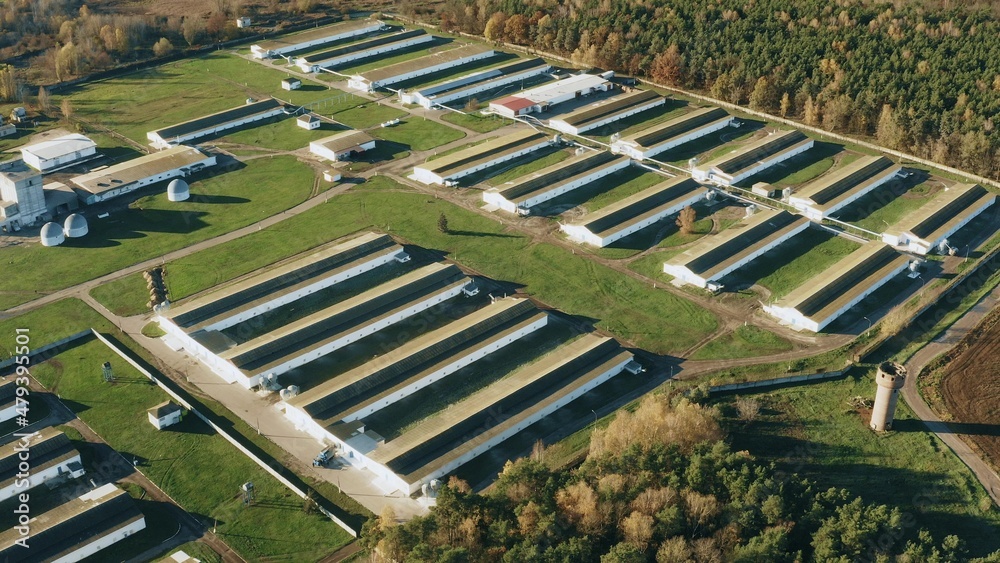 Aerial View Modern chicken farm, barns, Sheds. Birds-eye View In Sunny Rural Landscape 4K