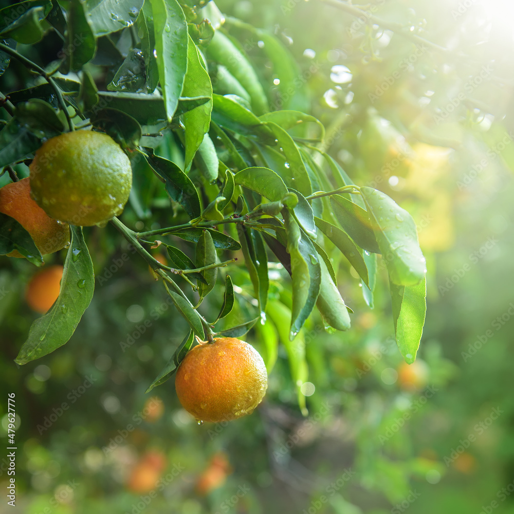 雨后挂在树枝上的湿橘子或橘子