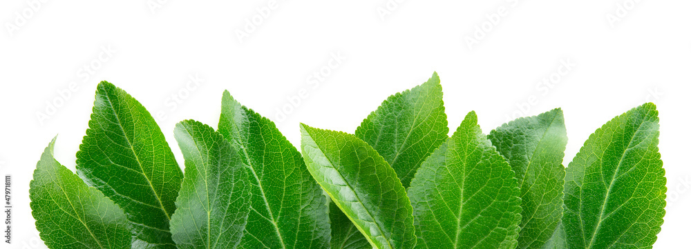 Plum leaf isolated. Plum leaves on white top view. Green fruit leaves flat lay. Leaf background. Ful