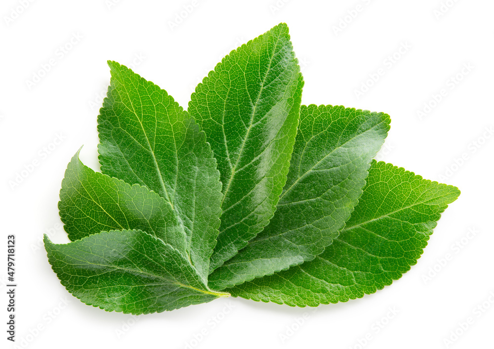 Plum leaf isolated. Plum leaves on white top view. Green fruit leaves flat lay.  Full depth of field