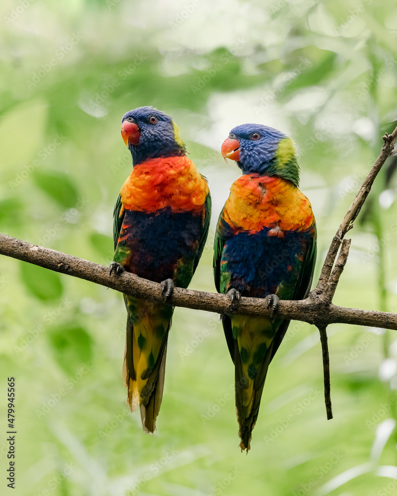 Rainbow Lorikeet in Australian Rainforest. The rainbow lorikeet (Trichoglossus moluccanus) is a spec