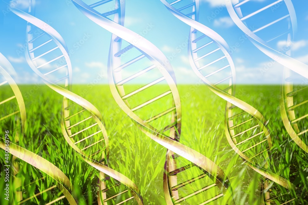 Science of green plant research, Chromosome DNA and genetic, record data in the fields.