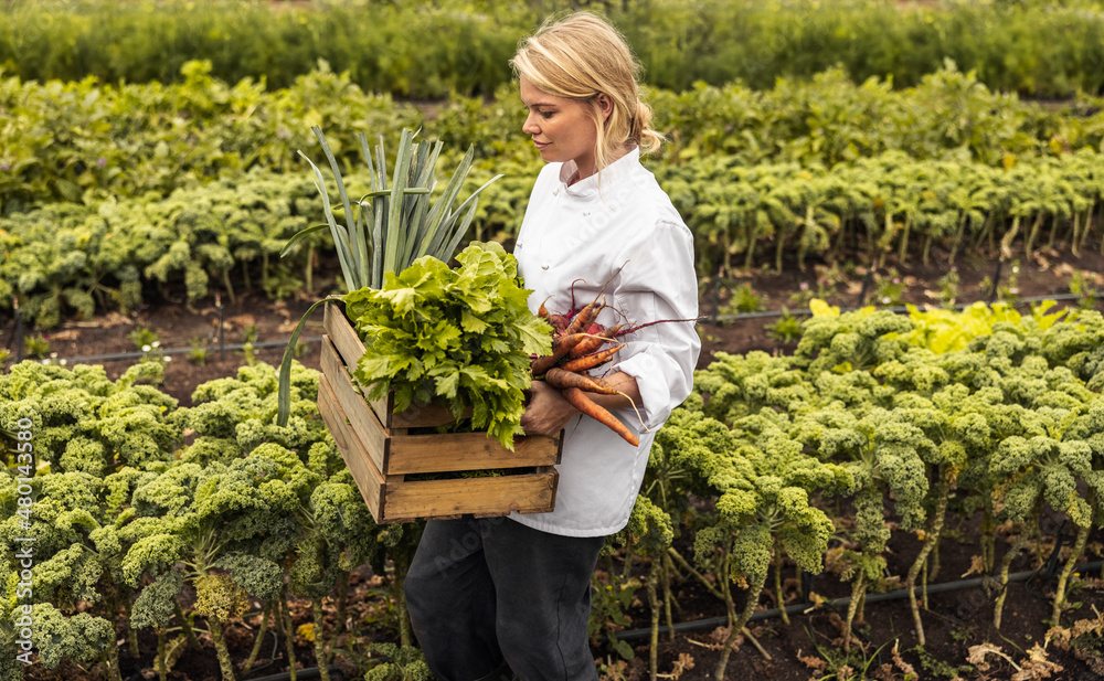 Self-sustainable chef carrying a crate full of vegetables on a farm