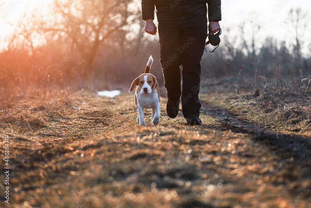 狗狗在户外散步。可爱的比格犬紧跟在主人身边逆自然而行