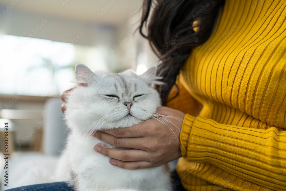 Close up hands of woman holding little cat with happiness at home.