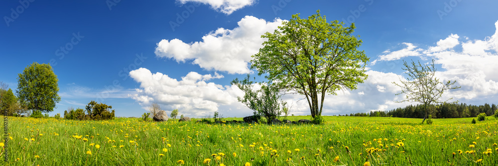 Beautiful trees with first leaves on the green field