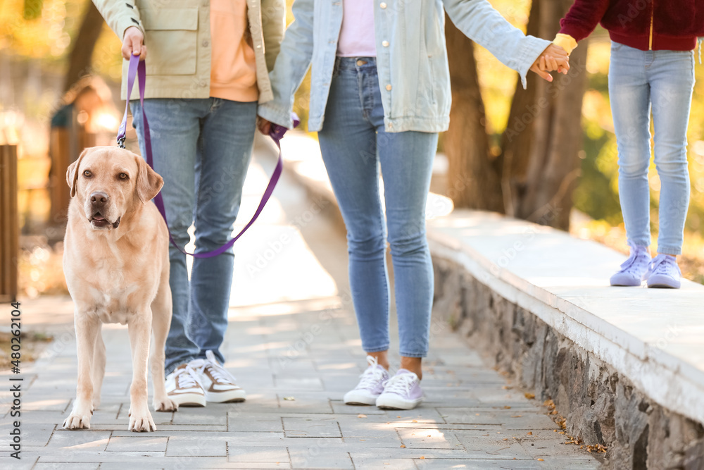 父母带着小女儿和拉布拉多犬在公园散步