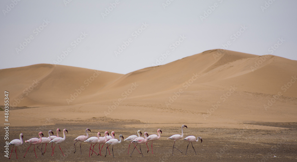 desierto de flamencos