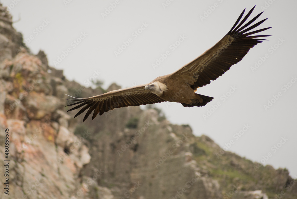 Majestuoso vuelo