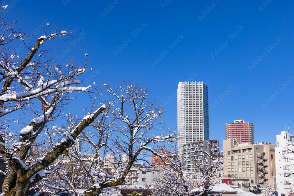 東京の街に降り積もった雪と綺麗な青空