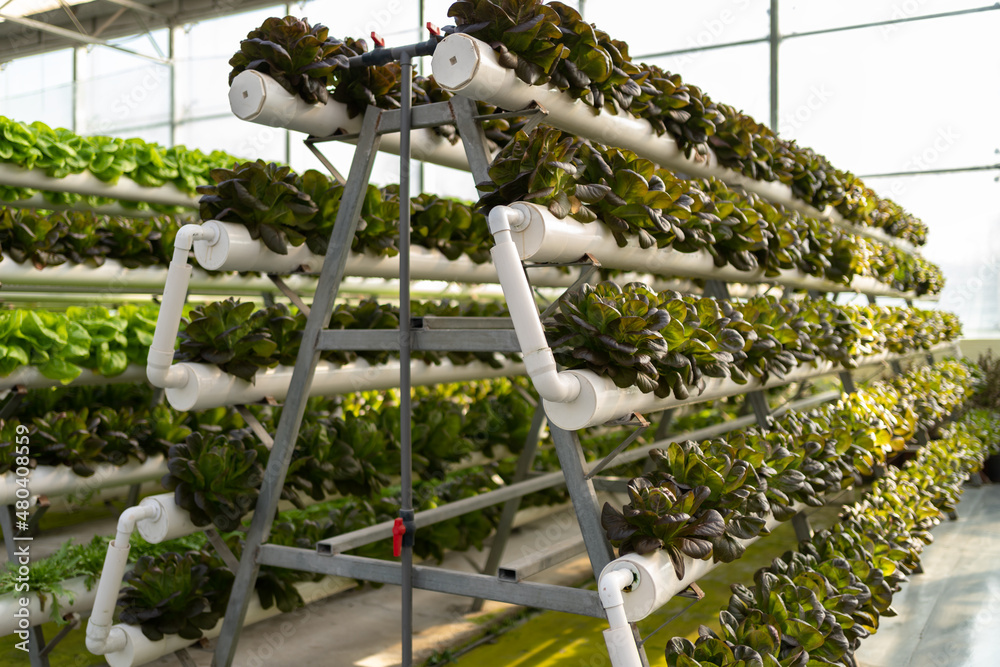 Interior of modern agricultural vegetable greenhouse