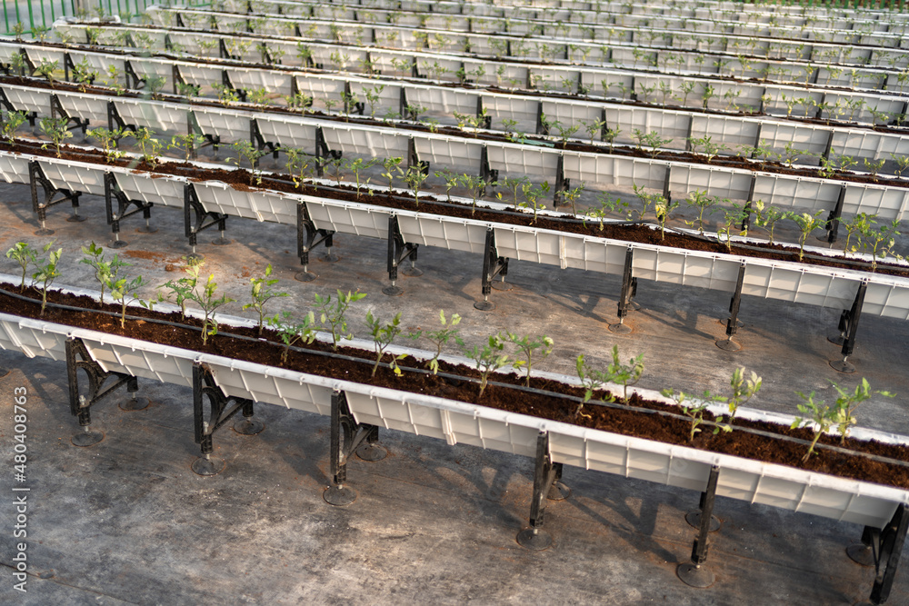 Interior of modern agricultural vegetable greenhouse