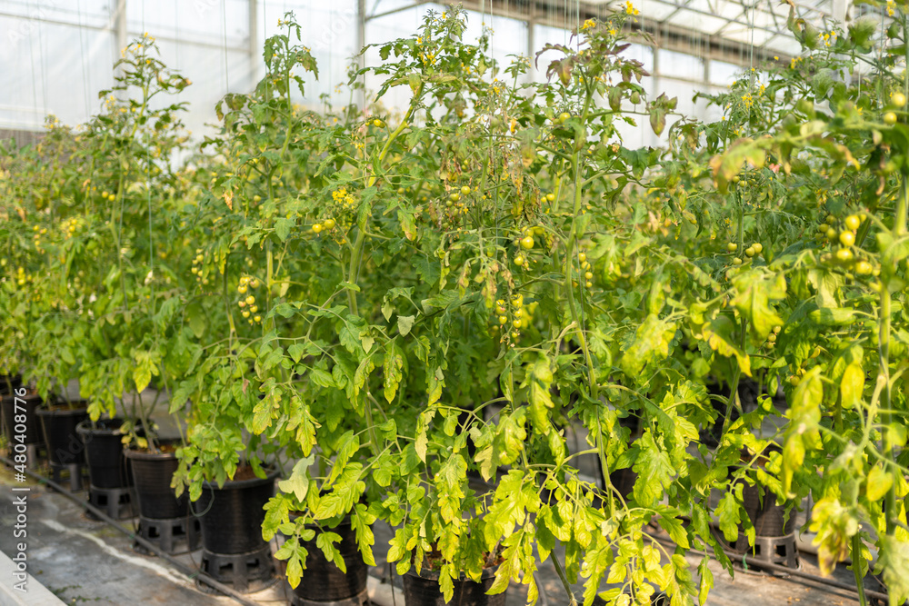 Interior of modern agricultural vegetable greenhouse