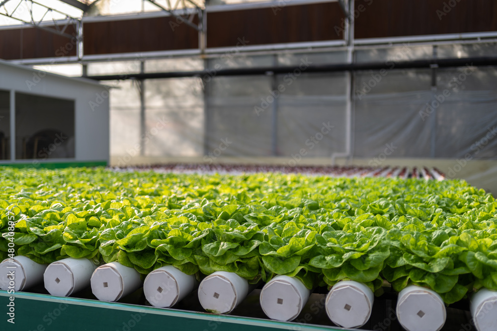 Interior of modern agricultural vegetable greenhouse