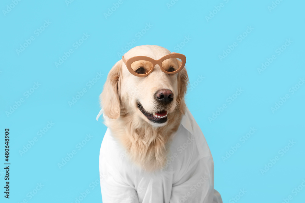 Business dog with sunglasses on color background