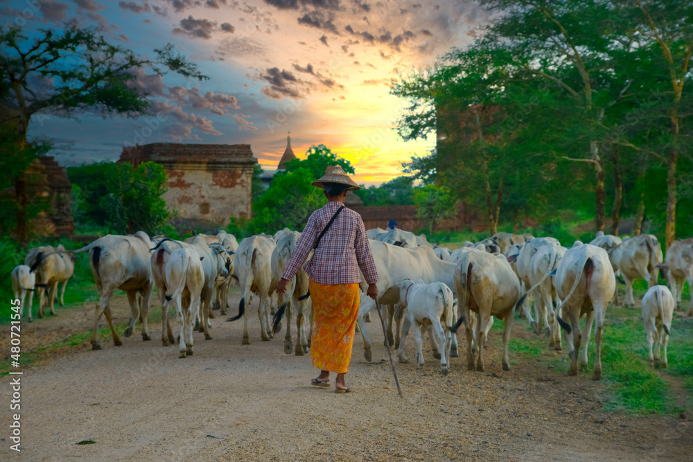 Farmer in Bagan herding cattle to graze