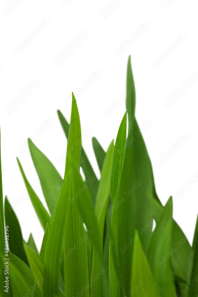 Fresh a gardening green grass