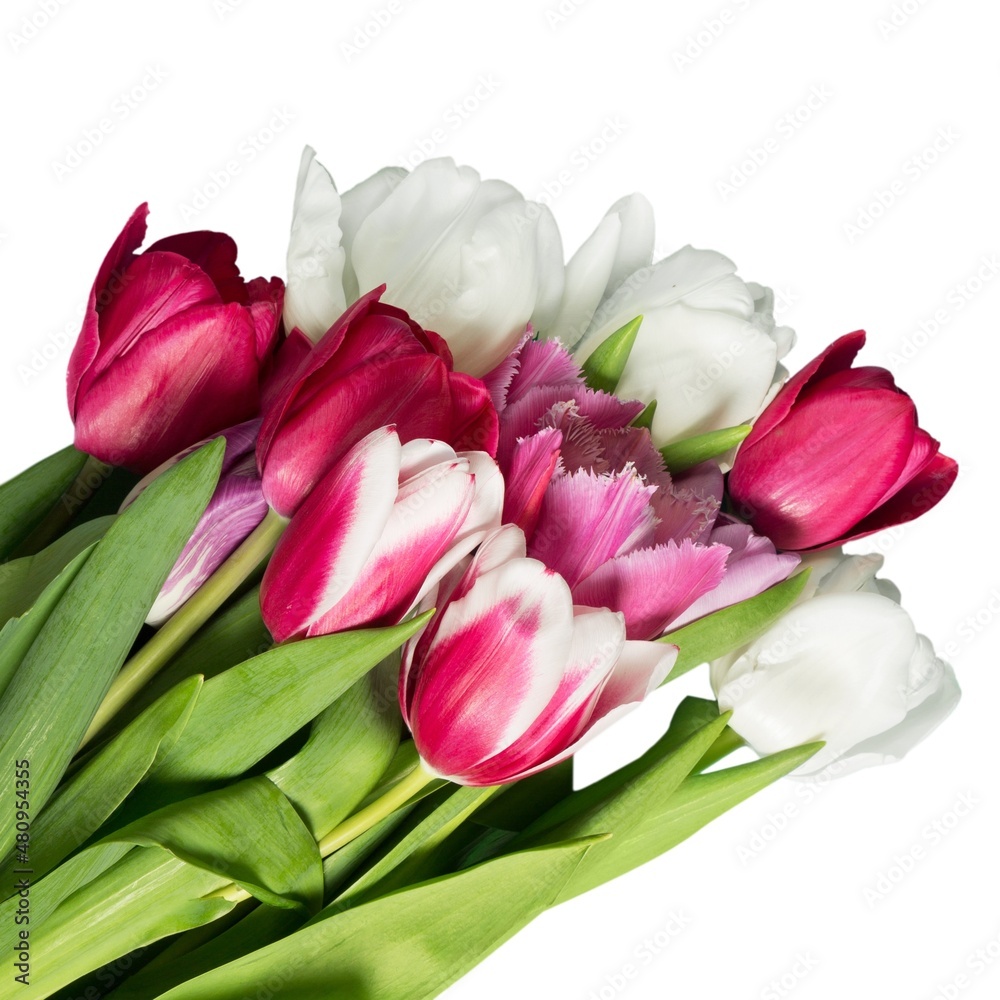 A beautiful fresh bouquet of colored tulips