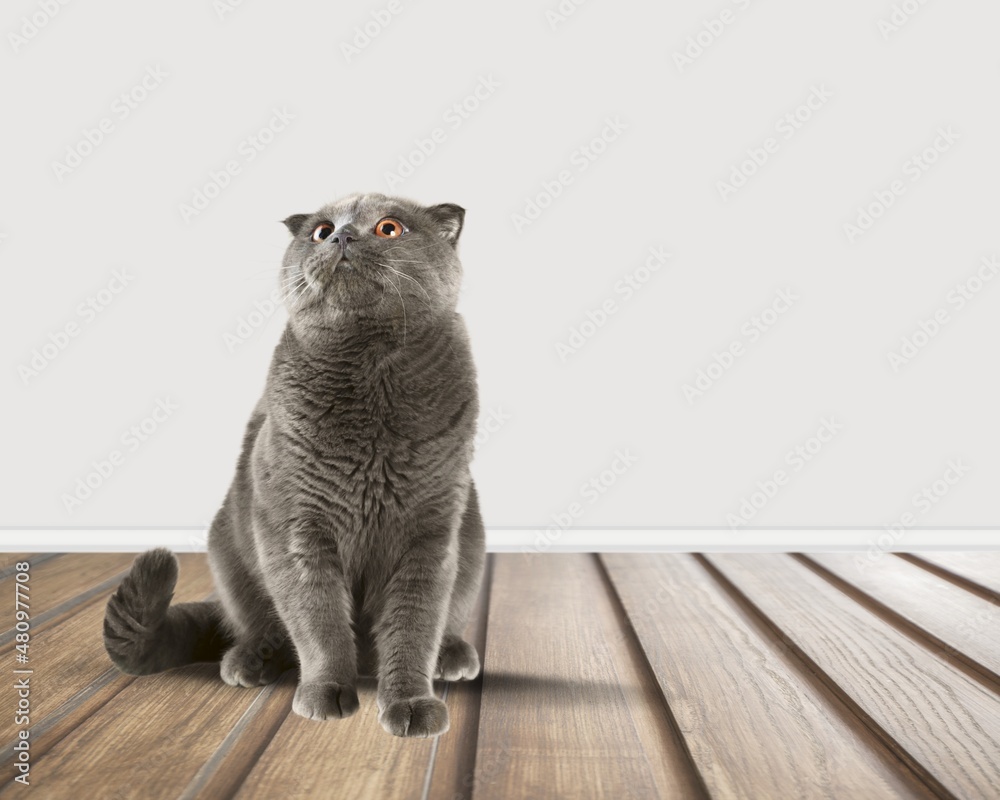 Small cute kitten sitting and looking away