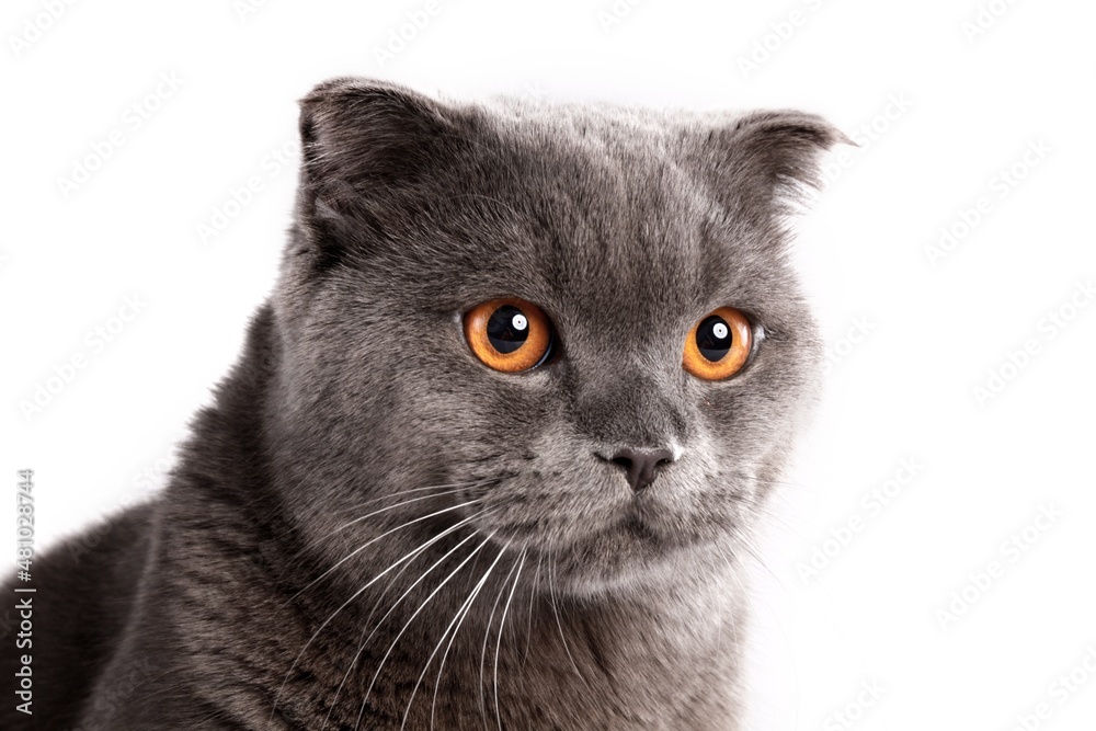 British shorthair cat