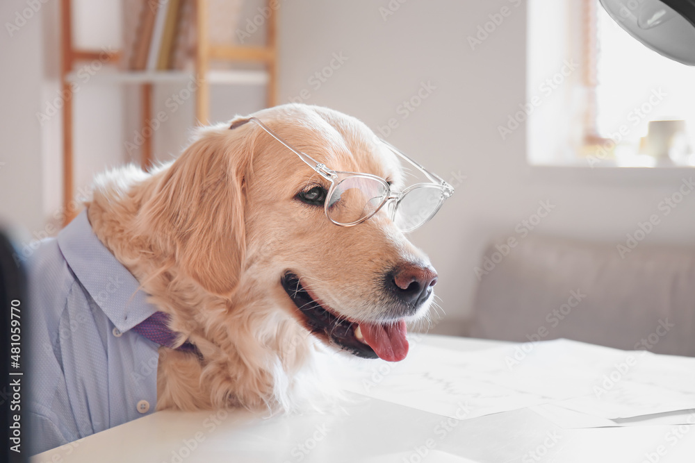 Cute business dog working in office