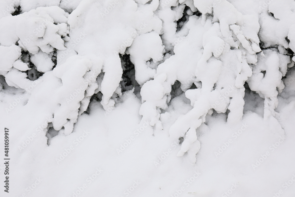 被雪覆盖的冷杉树枝