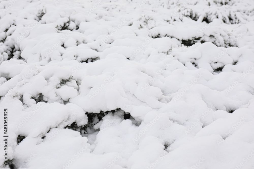 冷杉树枝被雪覆盖