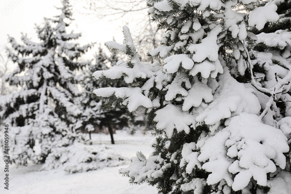 冷杉树枝被雪覆盖