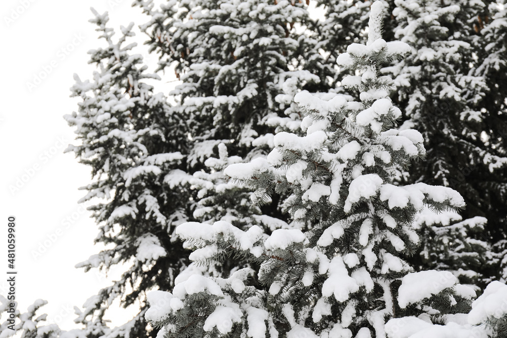 Fir tree branches covered with snow