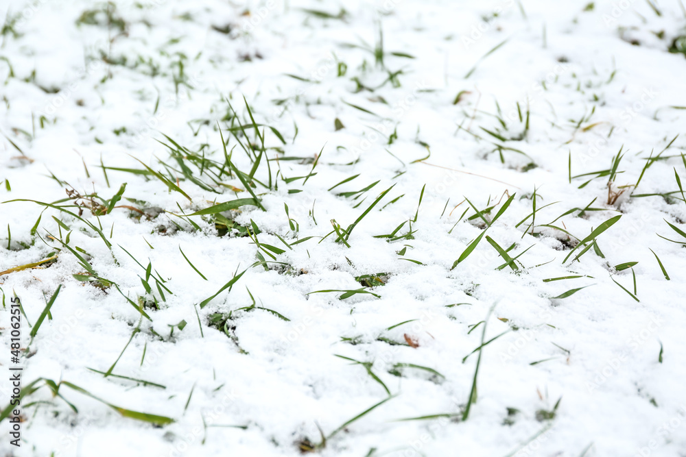 绿草覆盖着雪，特写镜头