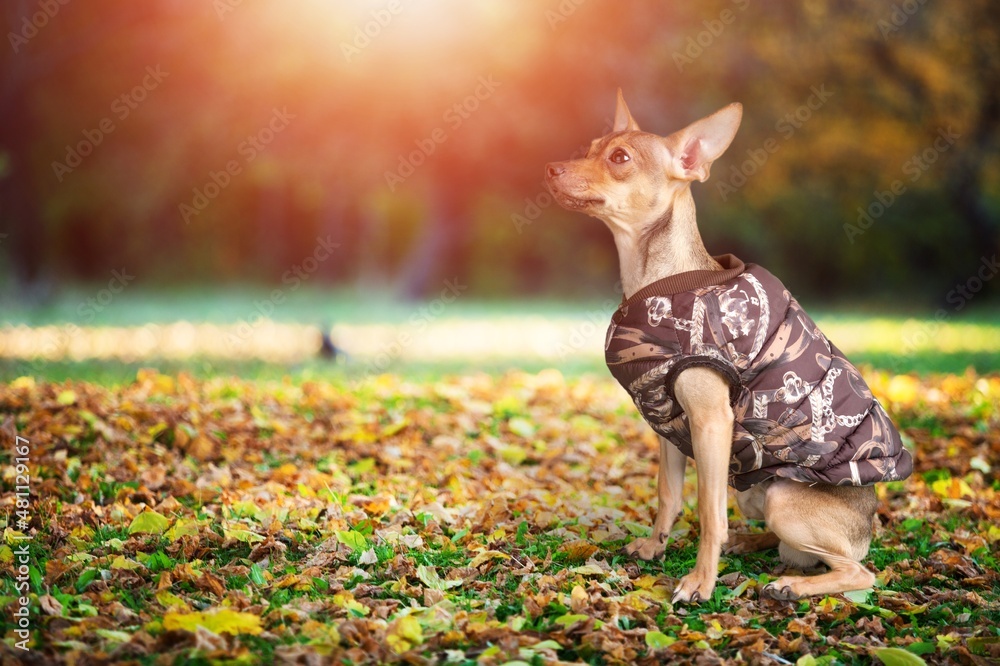 A cute young dog walking in the park. Dog smile. Dog posing