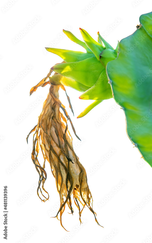 Green unripe dragon fruit growing on a plant with dried flower isolated on white background