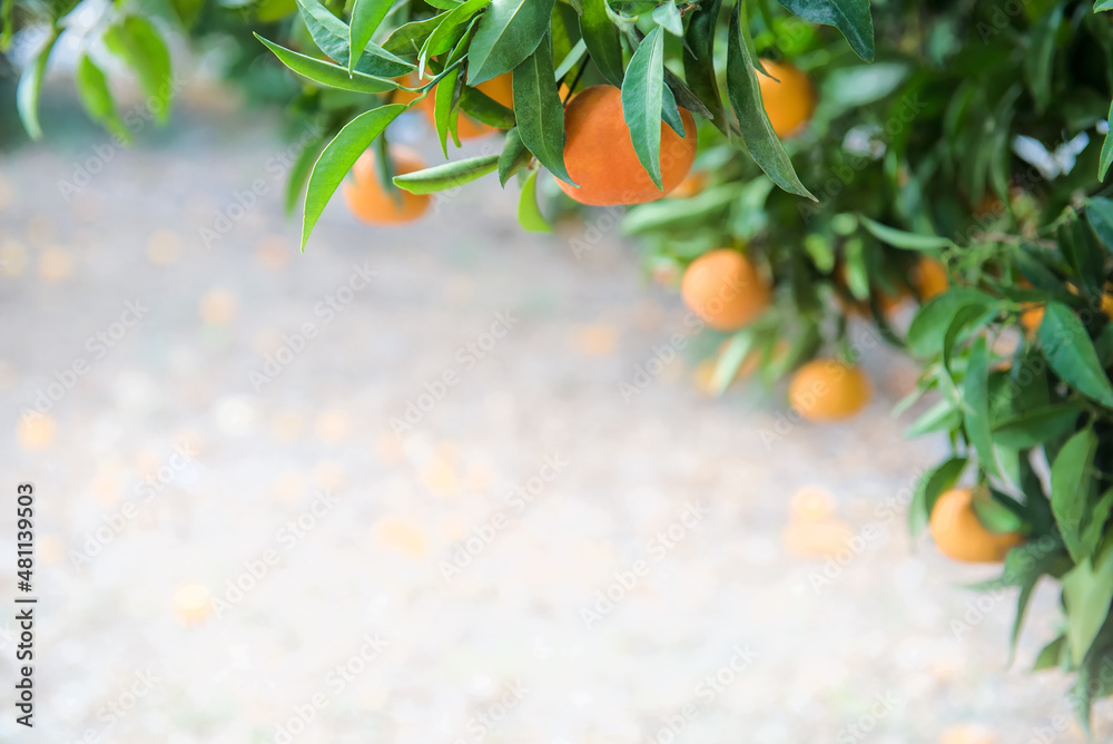 Orange fruits on a branch in citrus garden with copy space