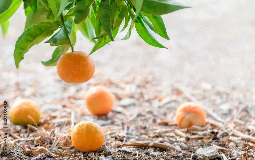 Closeup of tangerine tree branch and fruits lying on the ground