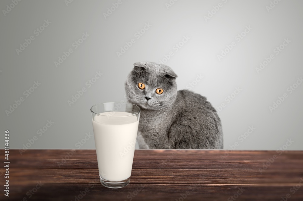 Cute cat looking and sniffing glass of milk on table in kitchen.