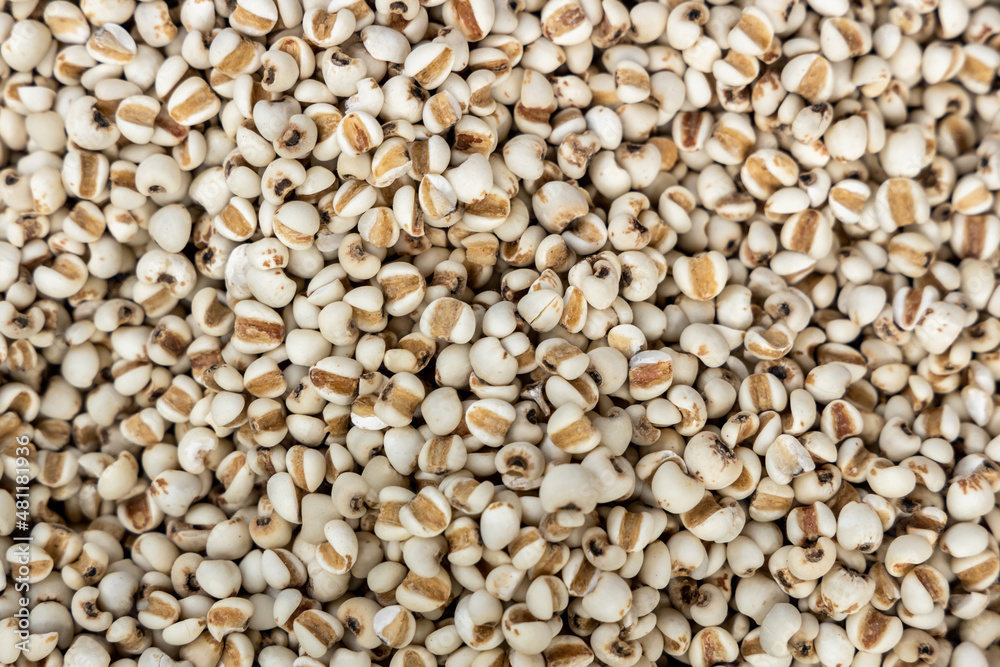 Millet seeds texture and background, Top view flat lay dried millet seeds, Raw whole dry kodo millet