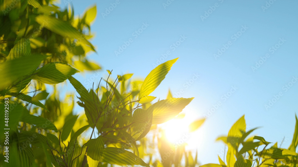 逼真的照片背景：绿色的野生草本植物在清晨的阳光下。一般概念野生有机