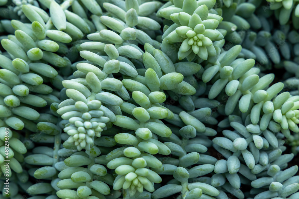 Cactus plant leaves pattern, Cactus succulent plant natural green leaves. Natural background, Green 