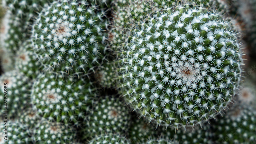 Cactus plant leaves pattern, Cactus succulent plant natural green leaves. Natural background, Green 