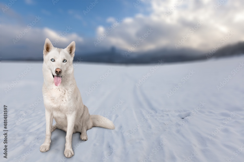 一只可爱的山地狗坐在白雪覆盖的雾蒙蒙的冬季景观上。