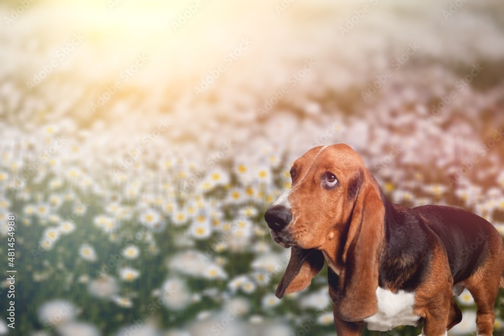 Happy young dog spring photography.