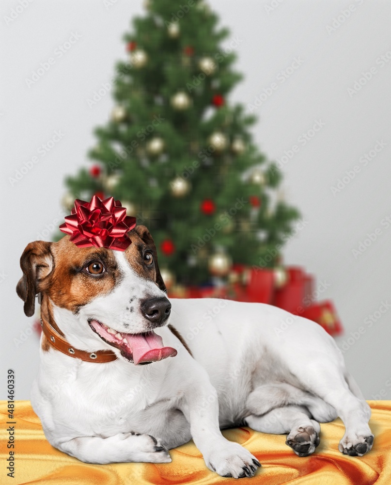 Domestic cute dog at home by the Christmas tree with red present lace ornament on the head