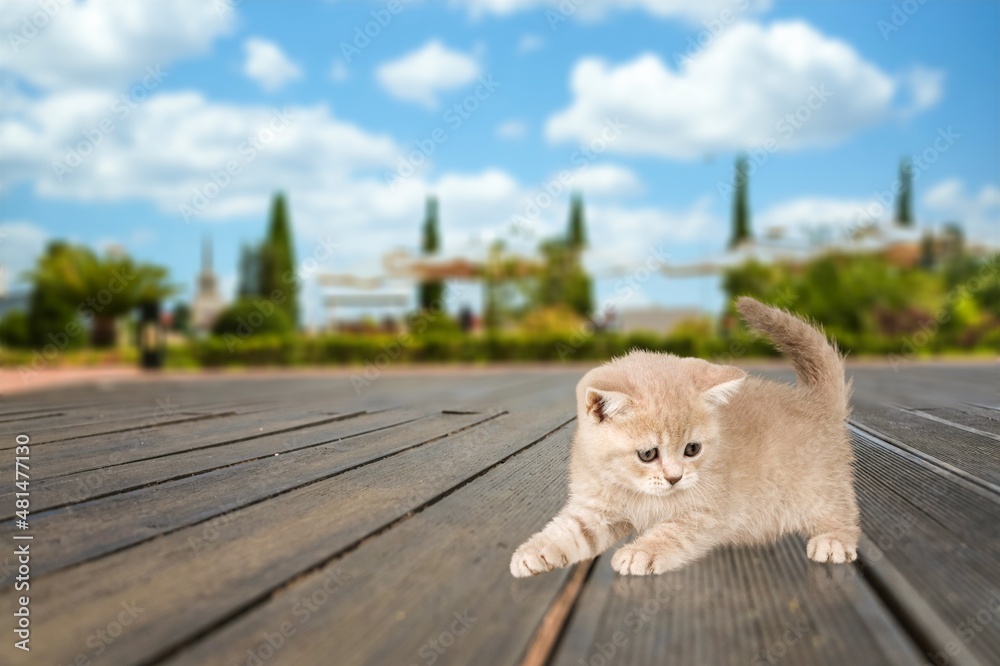 可爱的小猫，在大自然的背景下坐着抬头看