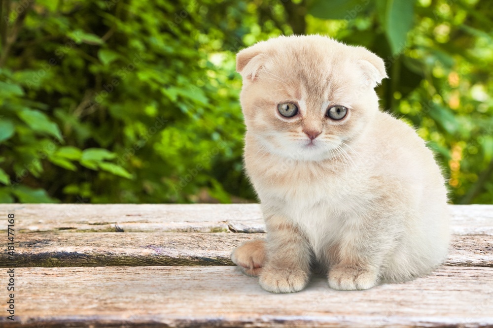 可爱的小猫，在大自然的背景下坐着抬头看